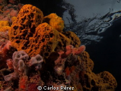 Always look up, did you see the frog? by Carlos Pérez 